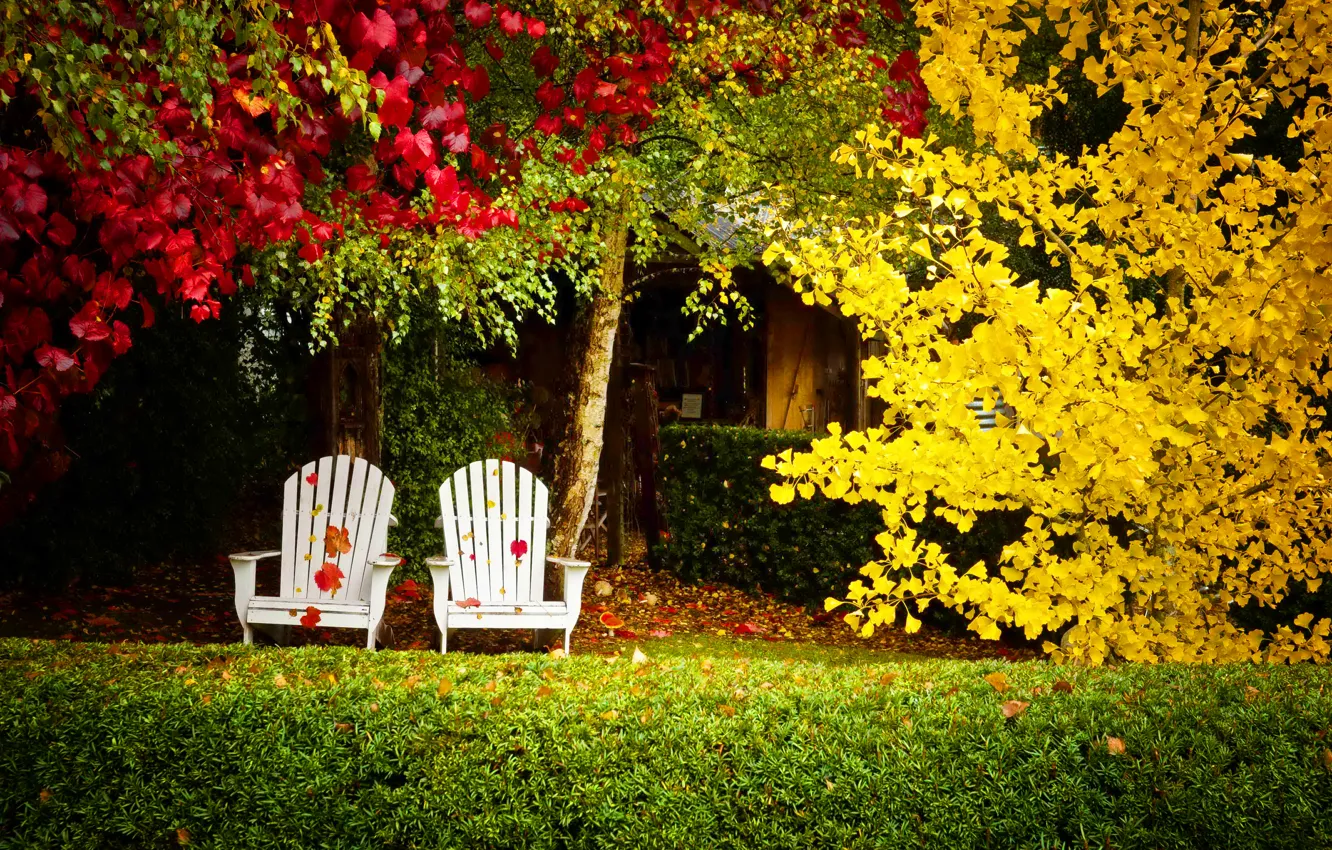 Photo wallpaper autumn, leaves, trees, nature