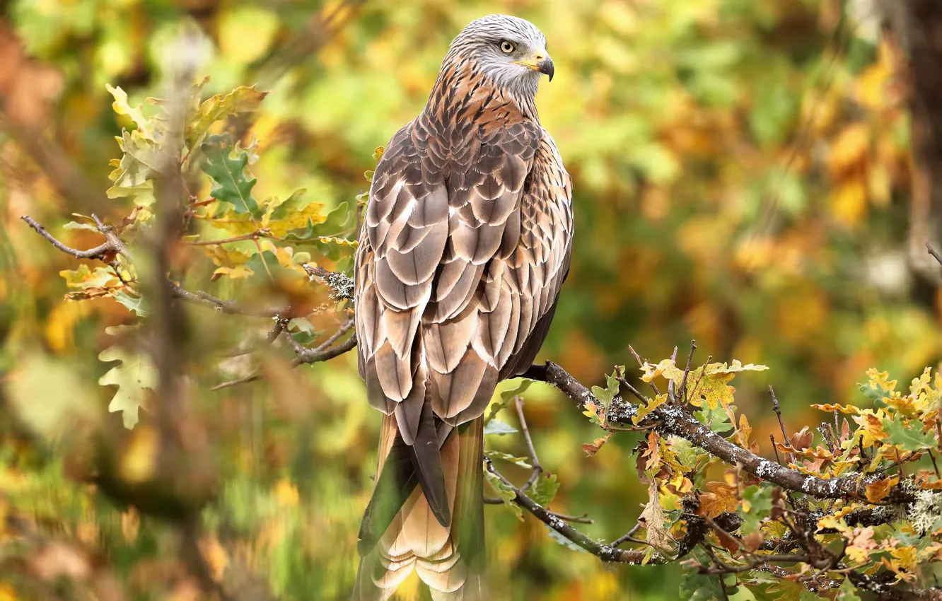 Photo wallpaper branches, bird, predator, oak