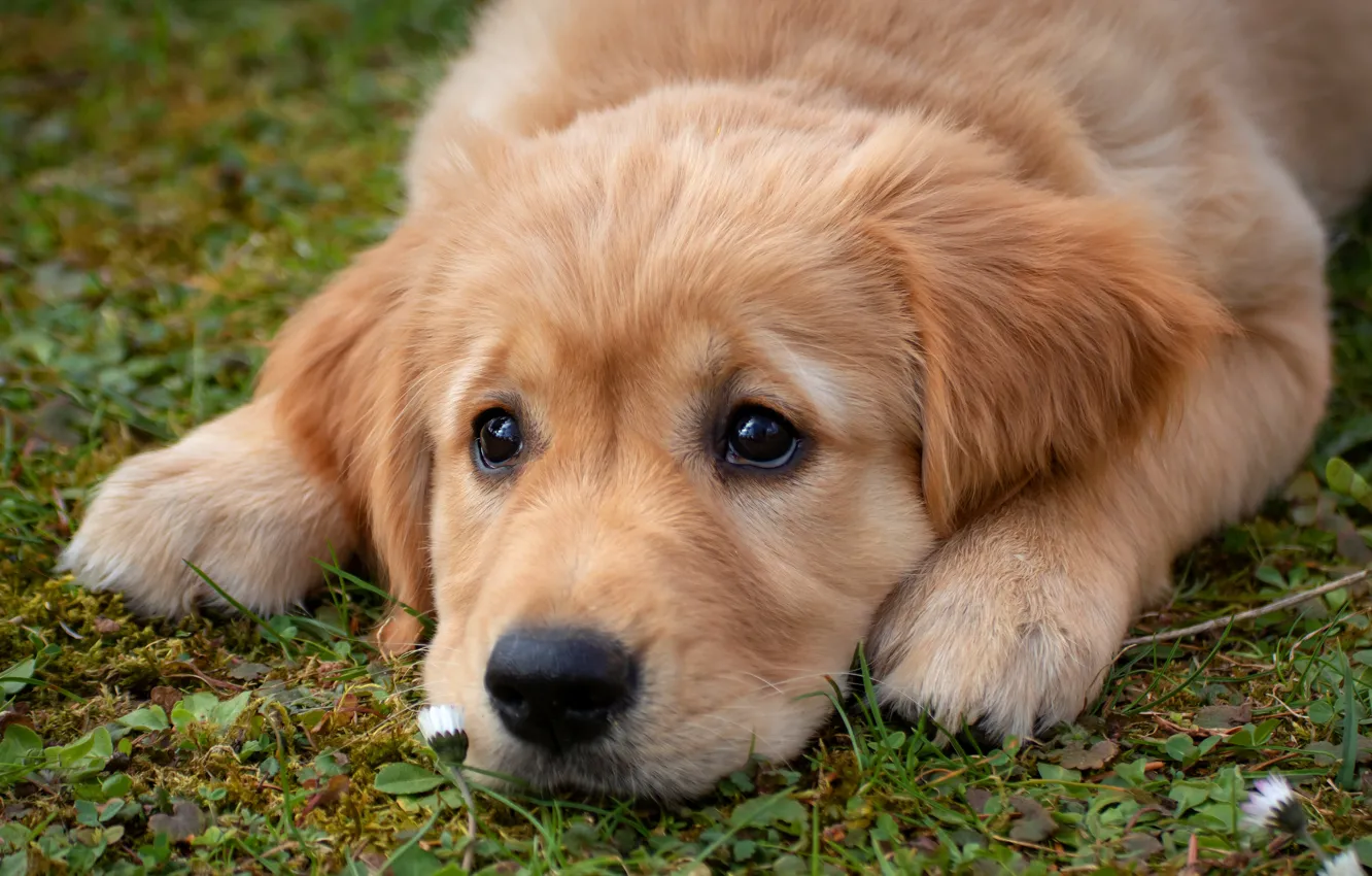 Photo wallpaper sadness, eyes, look, face, glade, dog, paws, baby