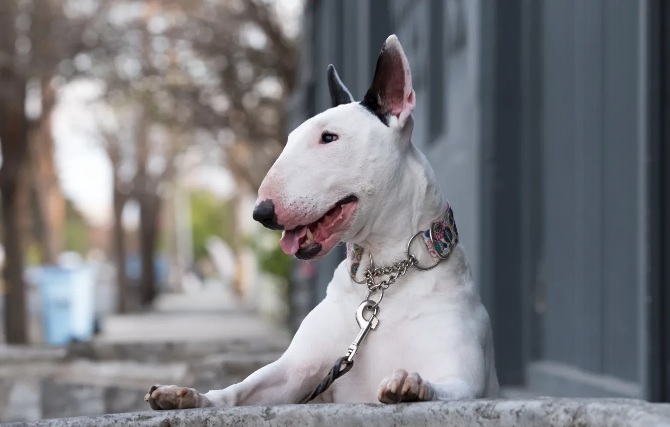 Photo wallpaper look, street, dog