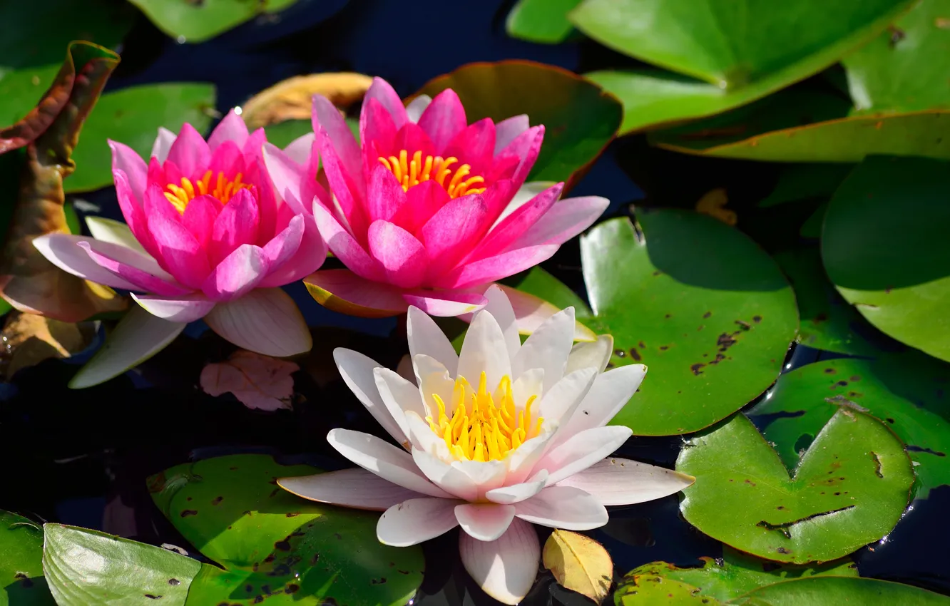 Photo wallpaper leaves, Lily, Nymphaeum, water Lily