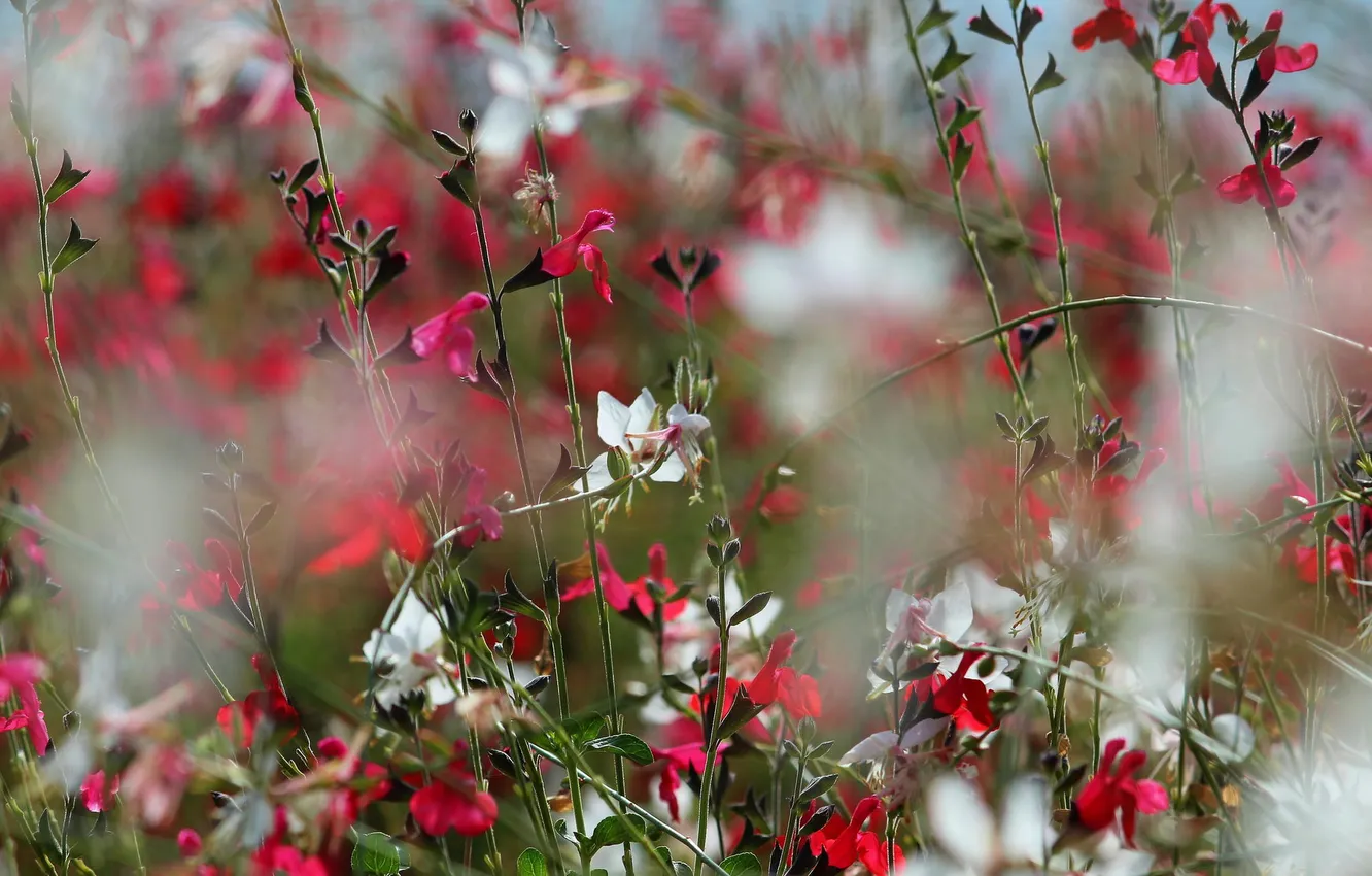 Photo wallpaper flowers, nature, beauty, spring, flowering