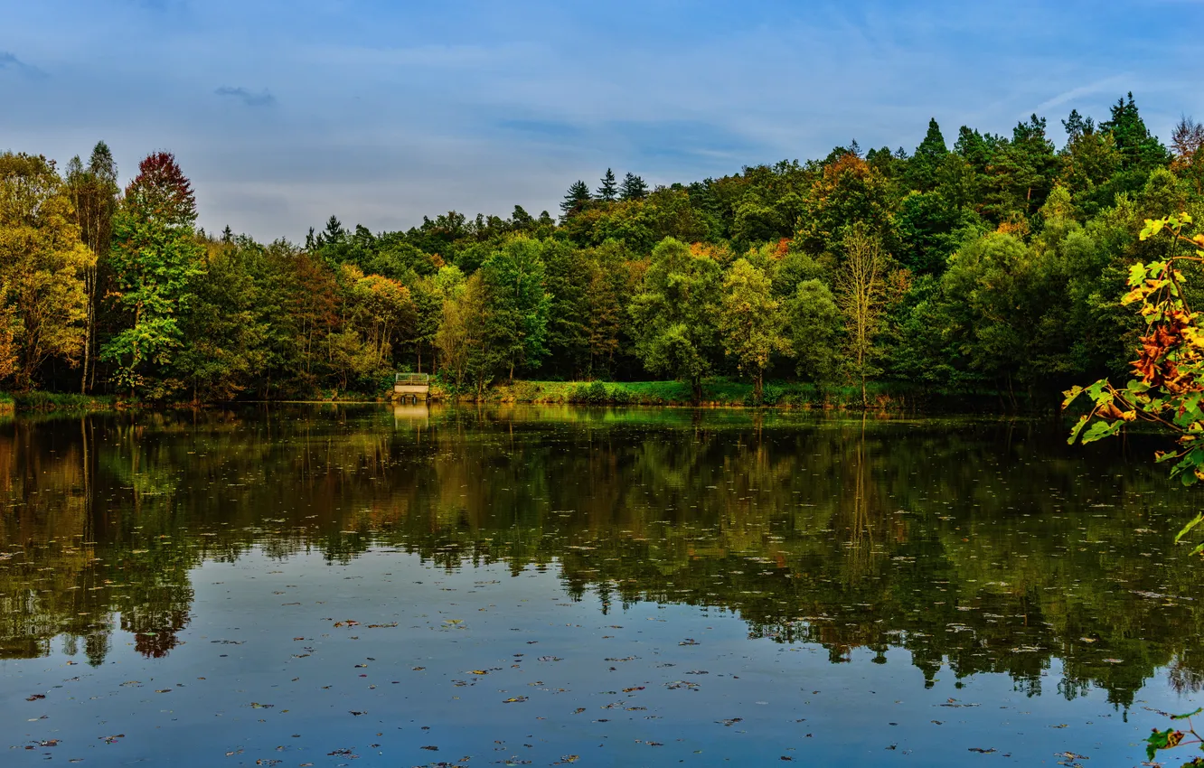 Photo wallpaper forest, water, trees, reflection, river, shore, Germany, Bayern