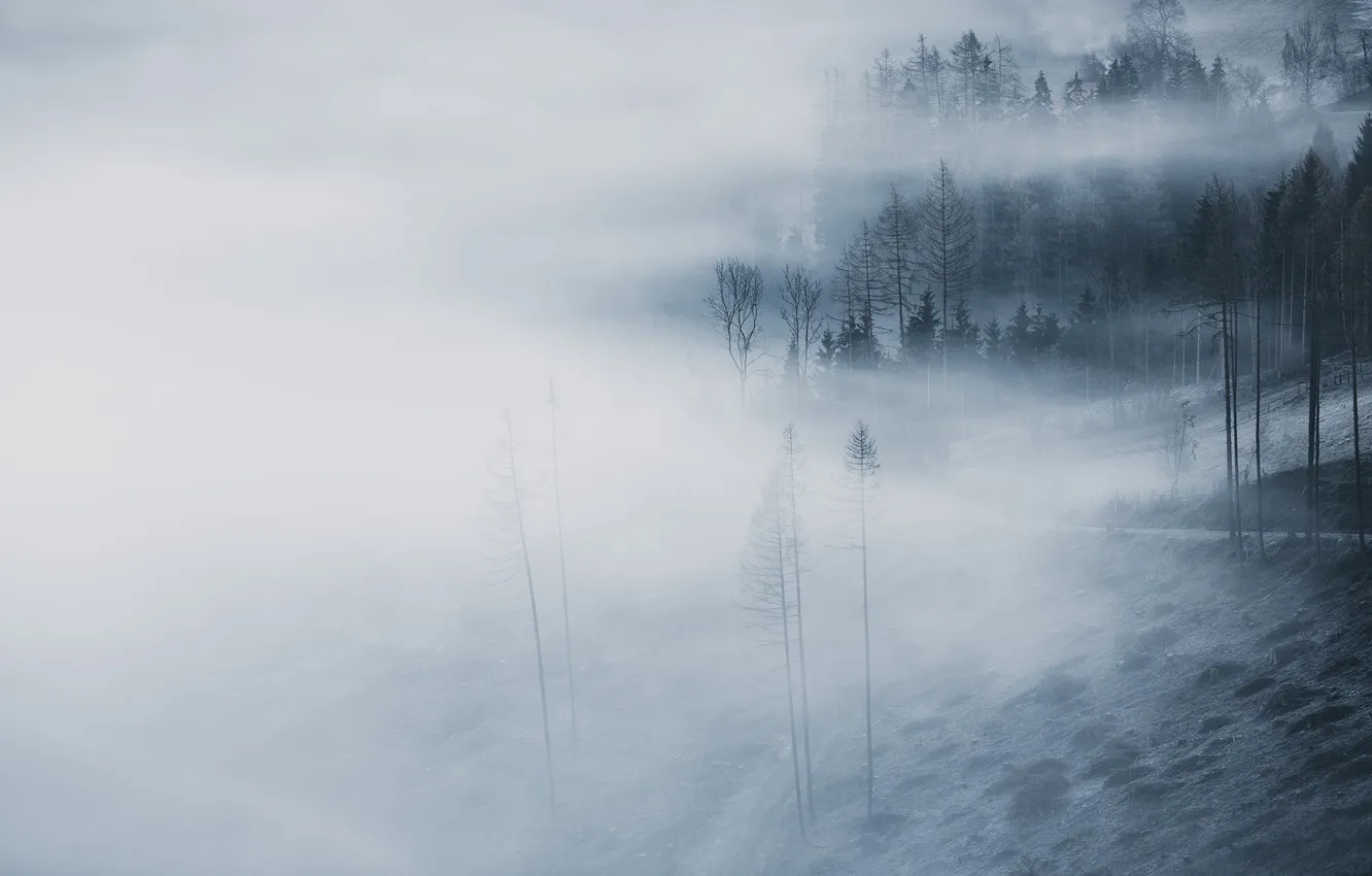 Photo wallpaper autumn, forest, nature, fog