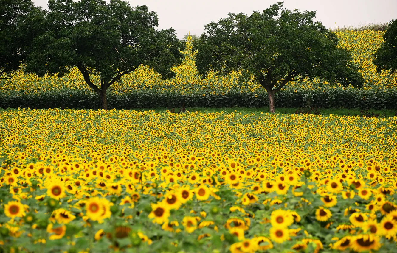 Photo wallpaper field, trees, sunflowers, landscape, flowers