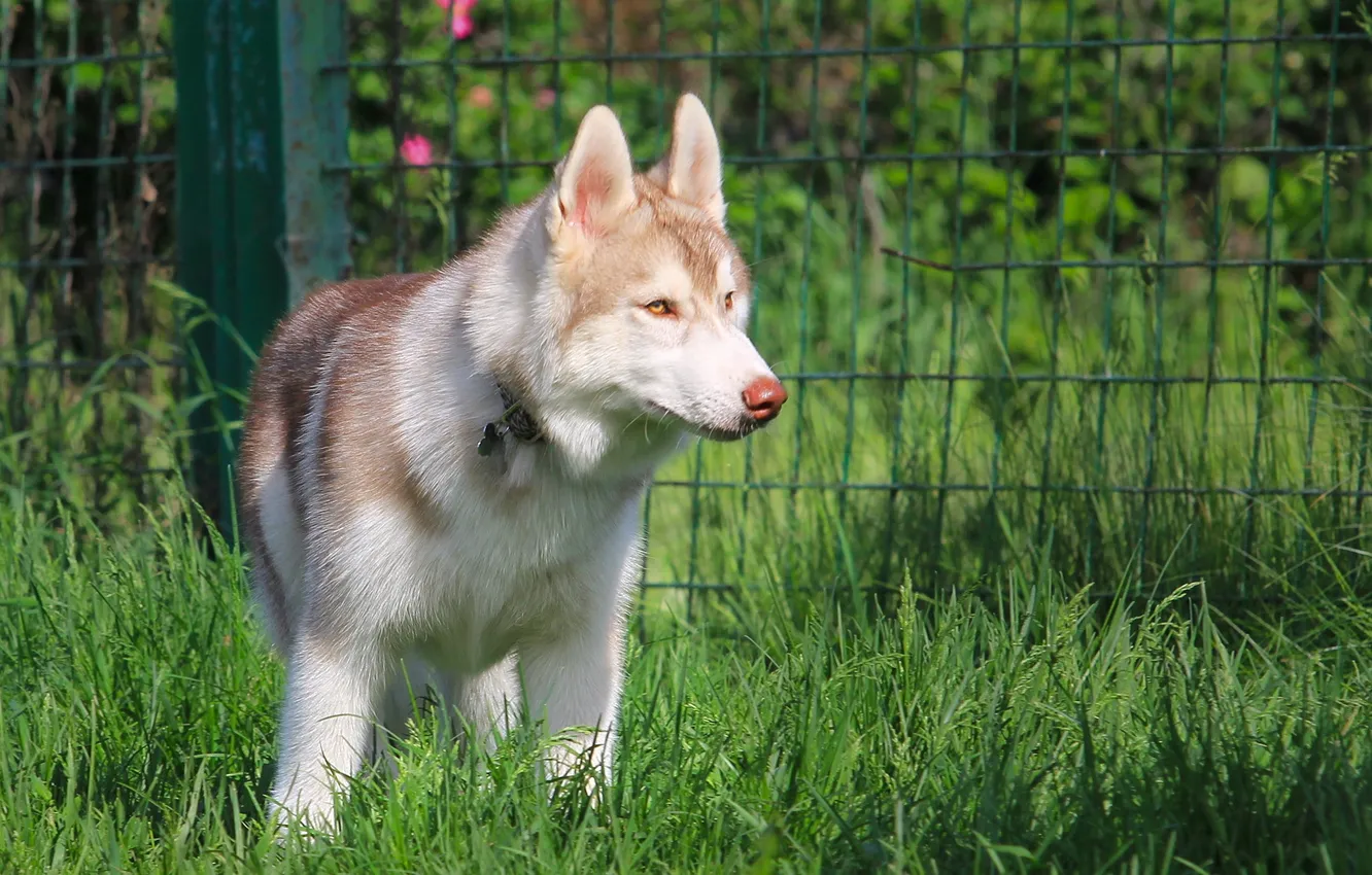 Photo wallpaper nature, dog, husky