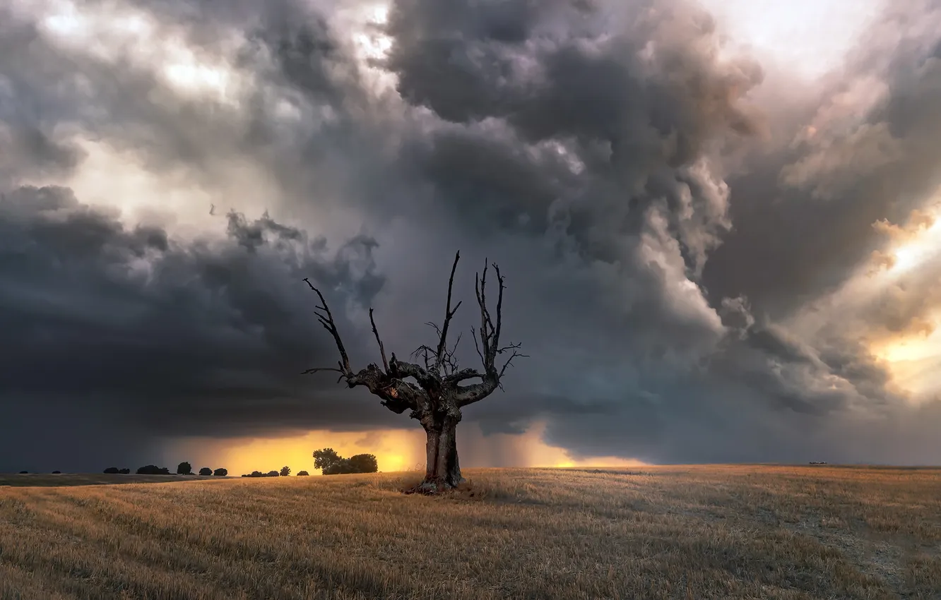 Photo wallpaper field, trees, night