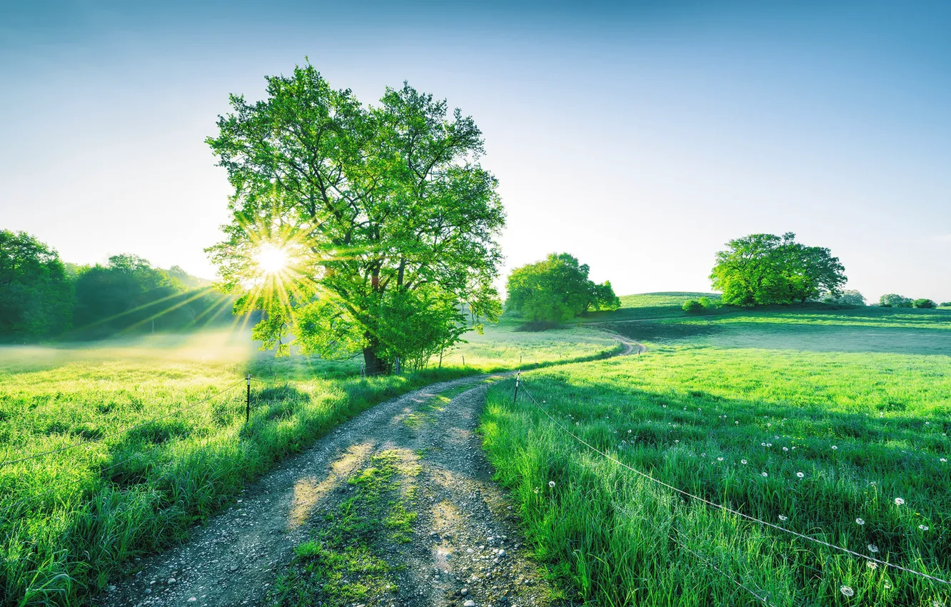 Photo wallpaper road, morning, meadow