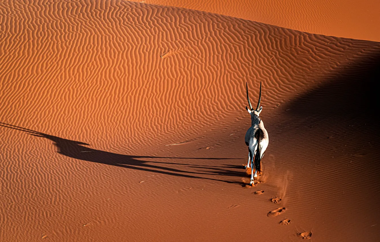 Photo wallpaper sand, light, traces, nature, hills, desert, shadow, running