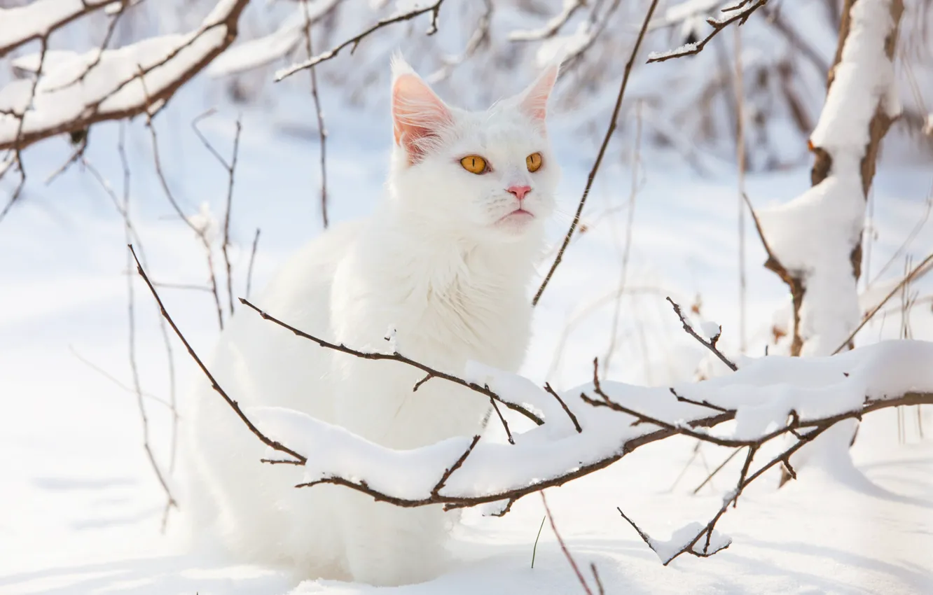 Photo wallpaper winter, cat, white, cat, look, light, snow, branches