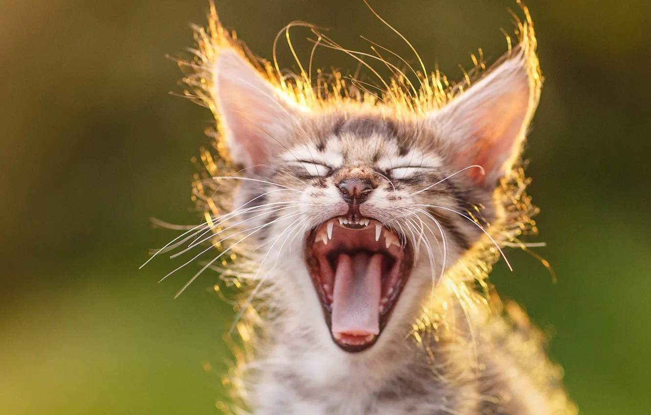 Photo wallpaper blur, mouth, yawns, Kitty