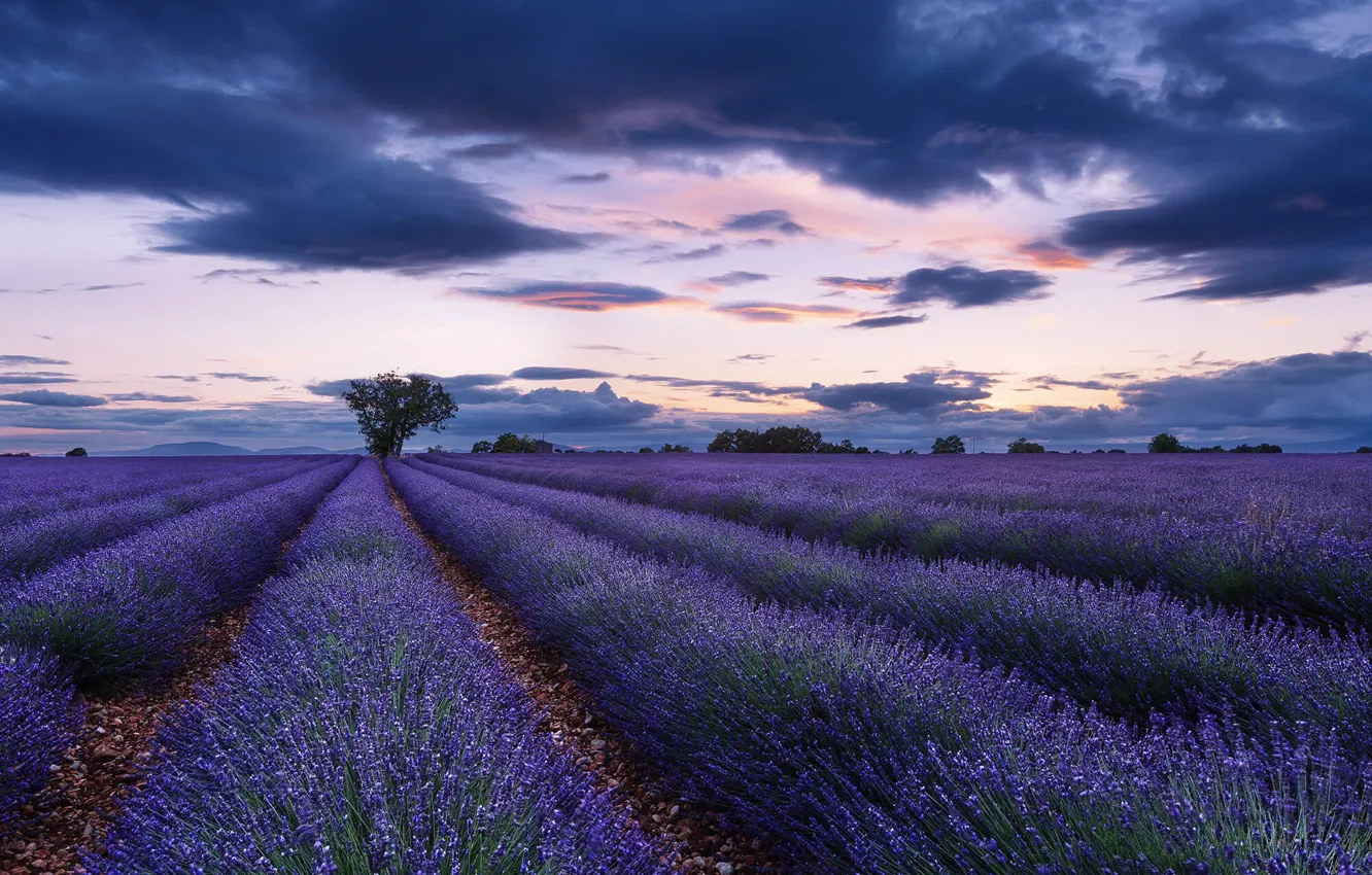 Photo wallpaper field, trees, morning, a number, lavender