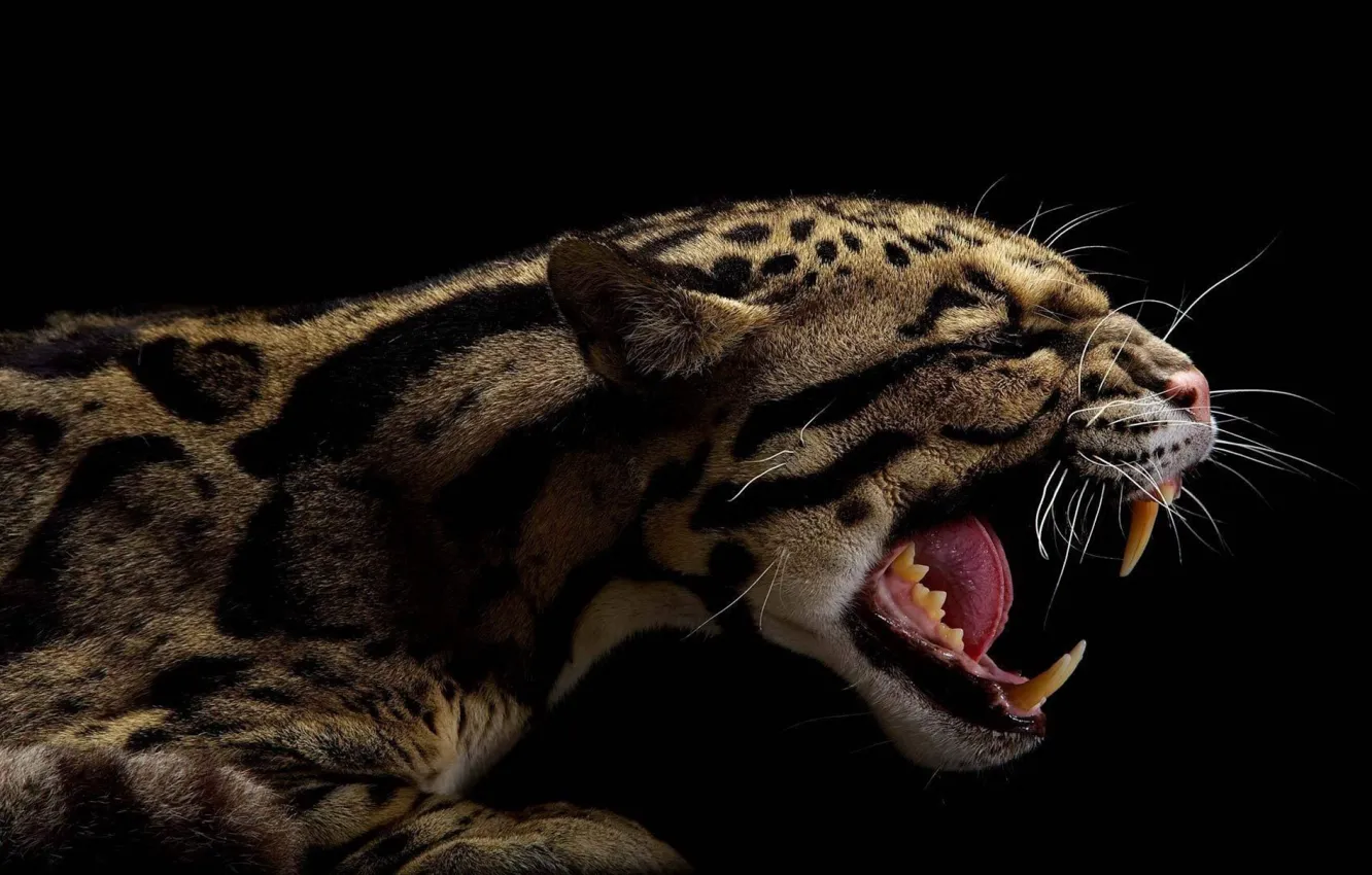 Photo wallpaper language, face, pose, mouth, leopard, fangs, grin, lies