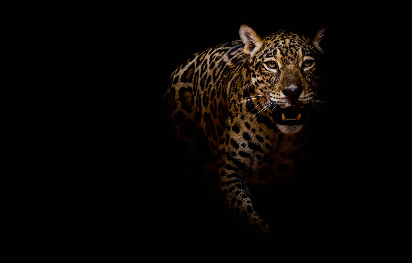 Photo wallpaper look, face, pose, darkness, portrait, paws, mouth, leopard