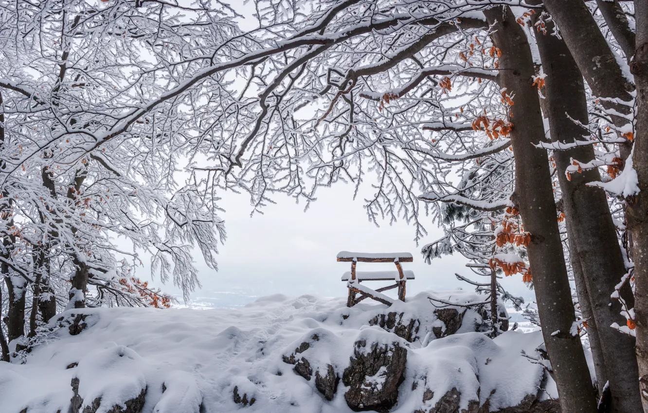 Photo wallpaper winter, forest, snow, trees, bench, branches