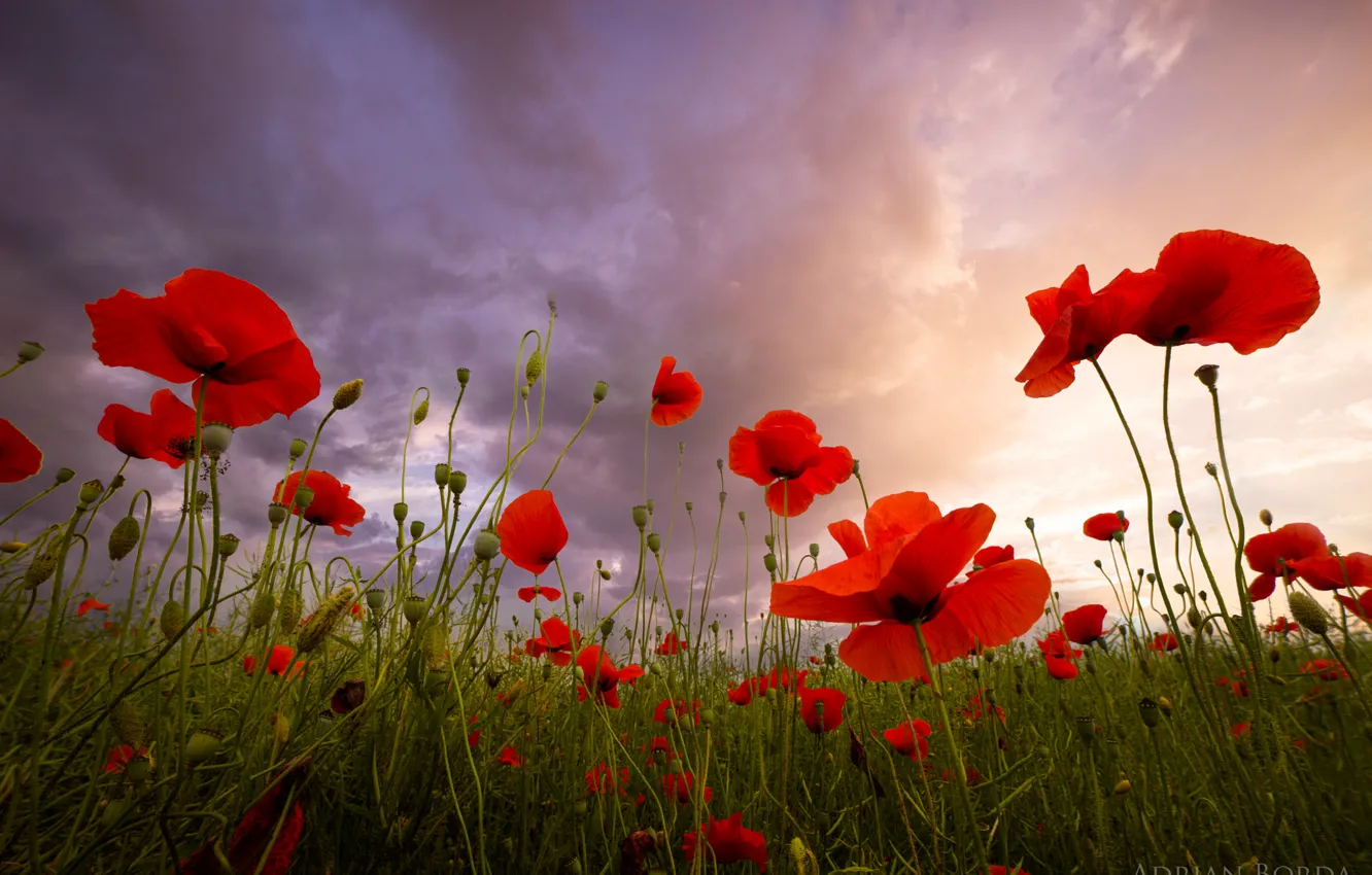 Photo wallpaper summer, flowers, red, Mac, Maki