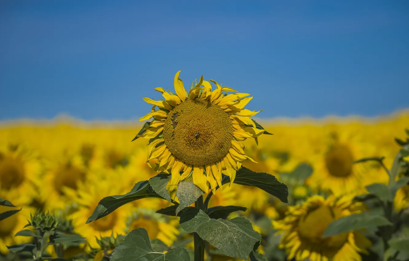 Photo wallpaper field, summer, the sky, sunflowers