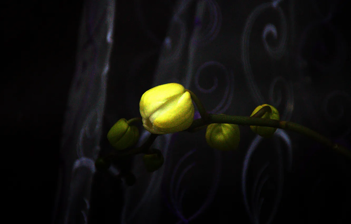Photo wallpaper flower, yellow, macro