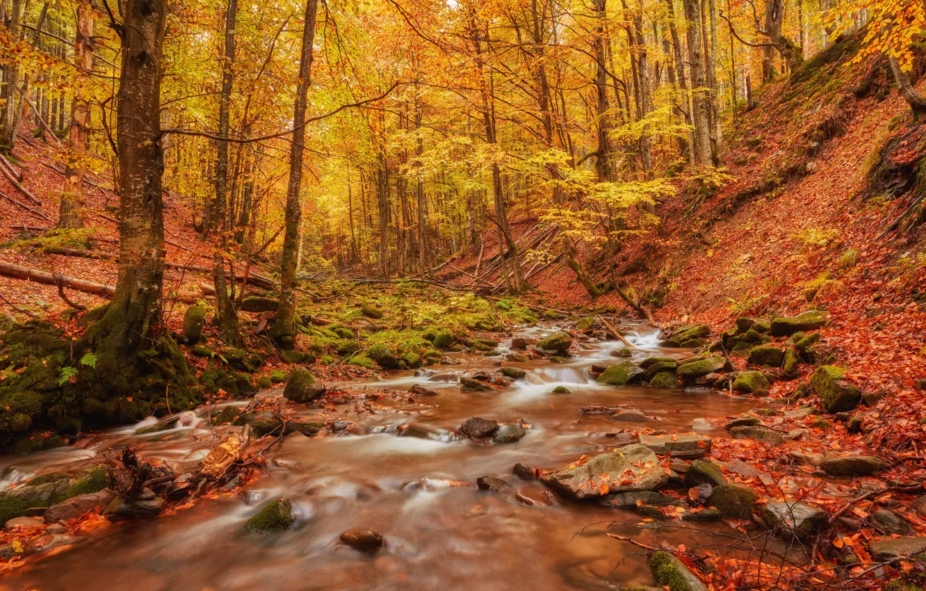 Photo wallpaper autumn, forest, trees, stream, stones, foliage