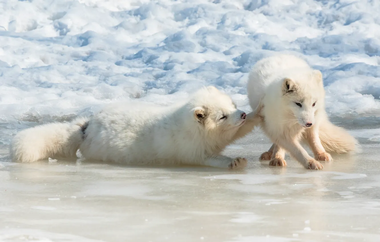 Photo wallpaper winter, white, snow, pose, the game, two, pair, Fox