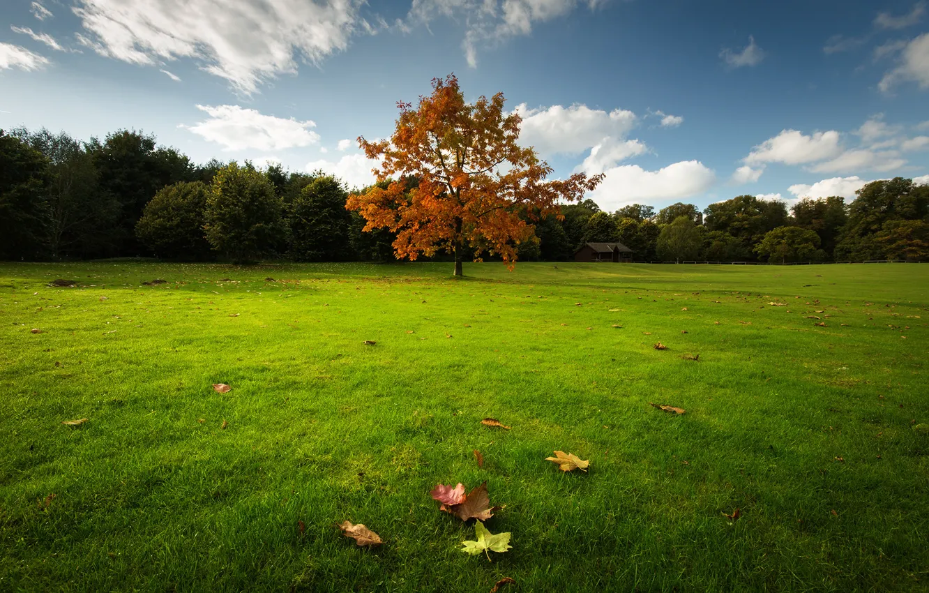 Photo wallpaper field, leaves, tree