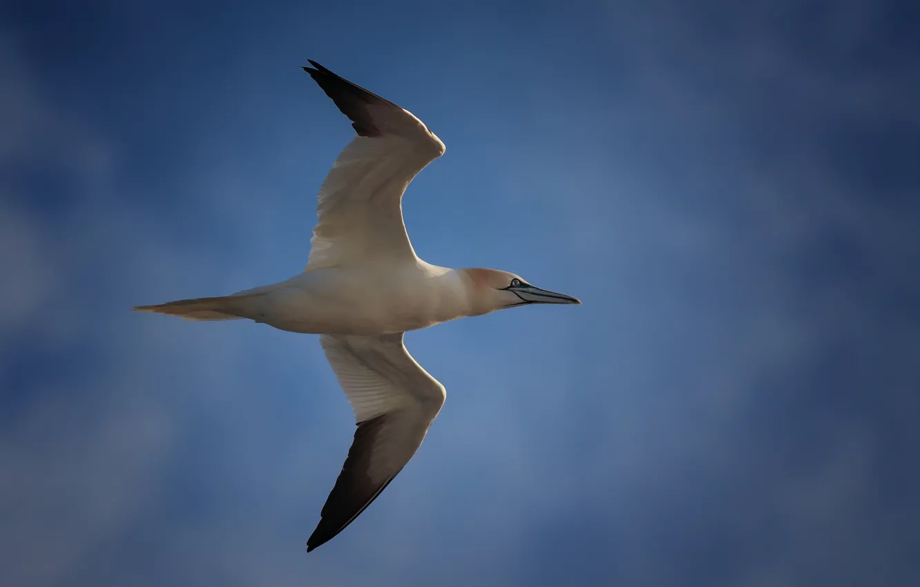Photo wallpaper flight, bird, the Northern Gannet