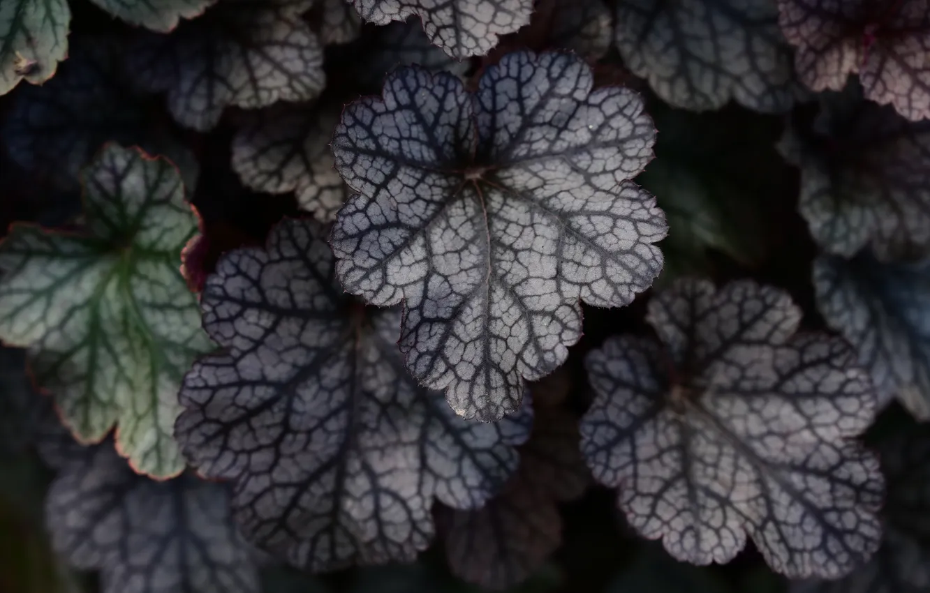 Photo wallpaper leaves, black, plant