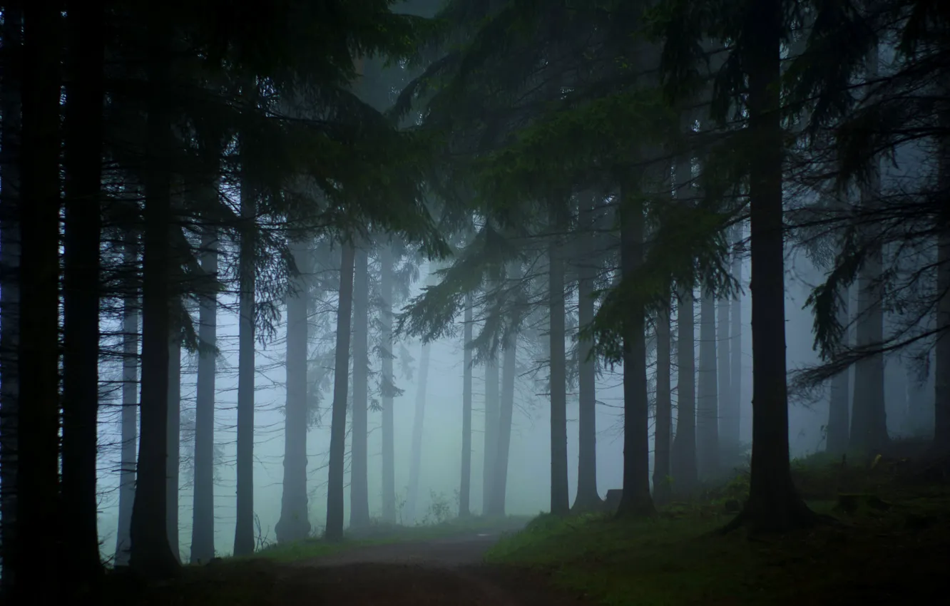Photo wallpaper road, forest, trees, nature, fog, Germany, Saxony