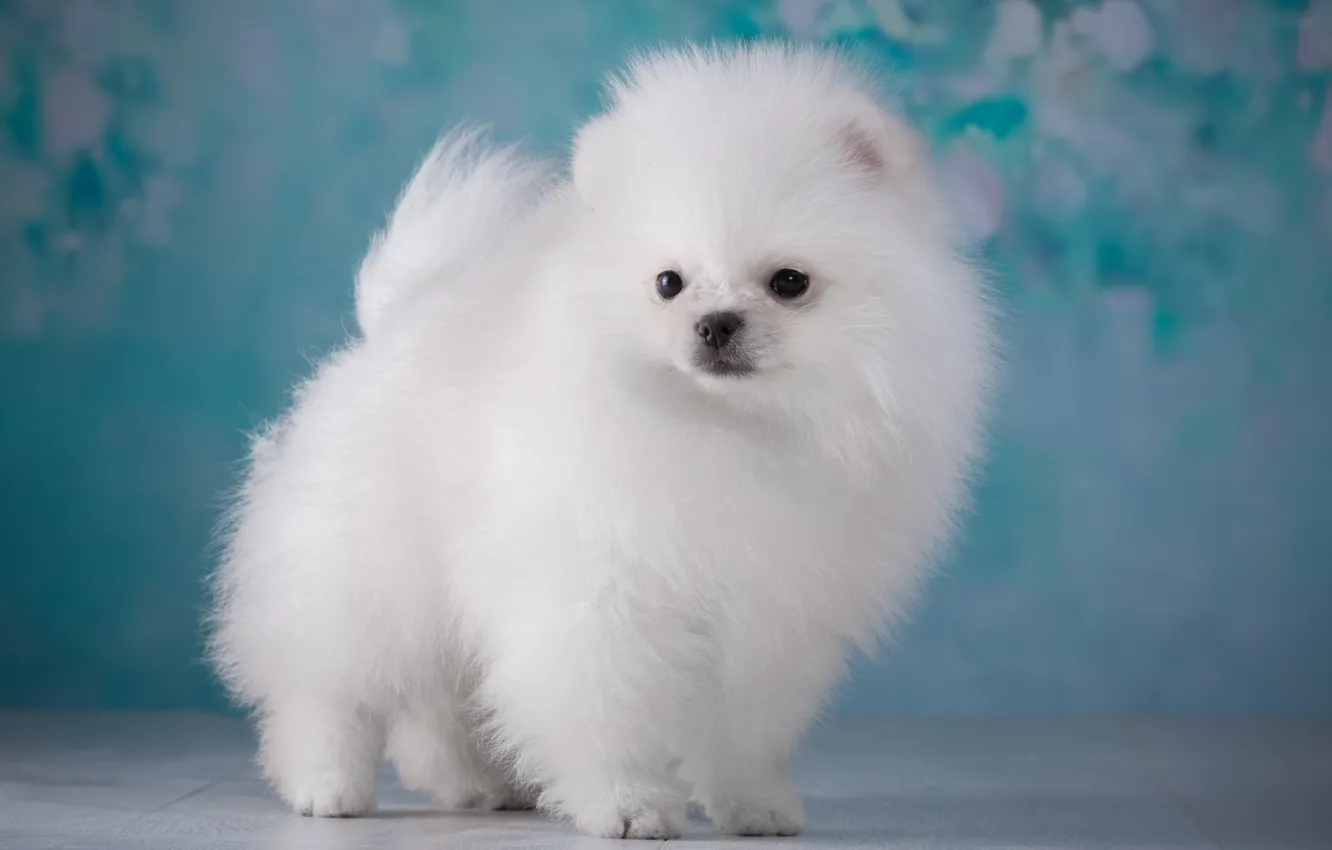 Photo wallpaper white, fluffy, puppy, Spitz