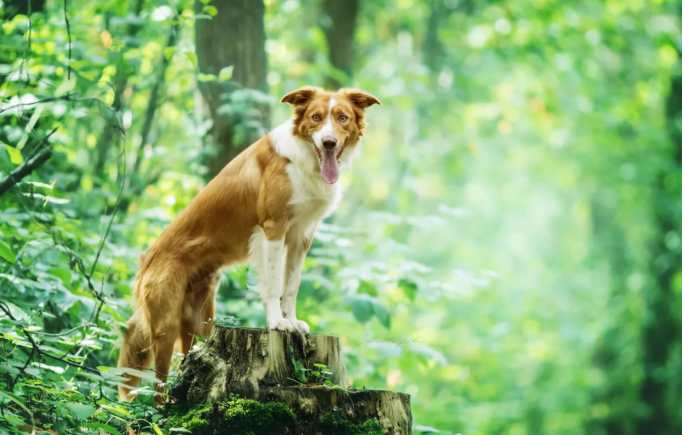 Photo wallpaper nature, each, dog