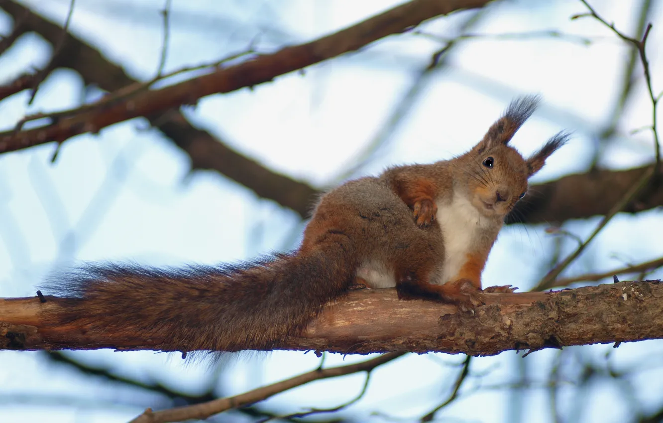 Photo wallpaper spring, squirrel, grooming