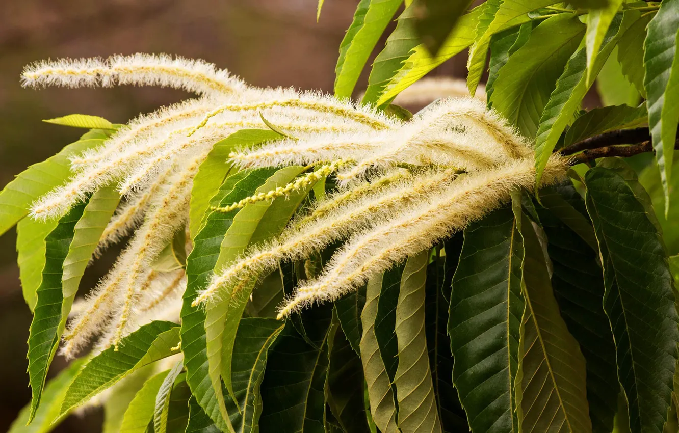Photo wallpaper leaves, macro, flowering, sweet chestnut
