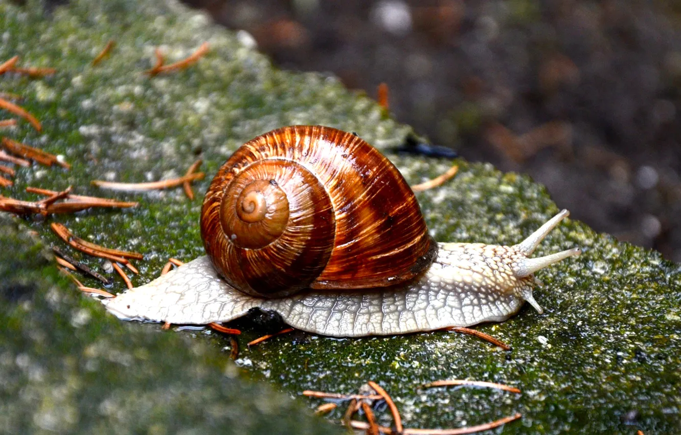 Photo wallpaper nature, stones, snail, sink