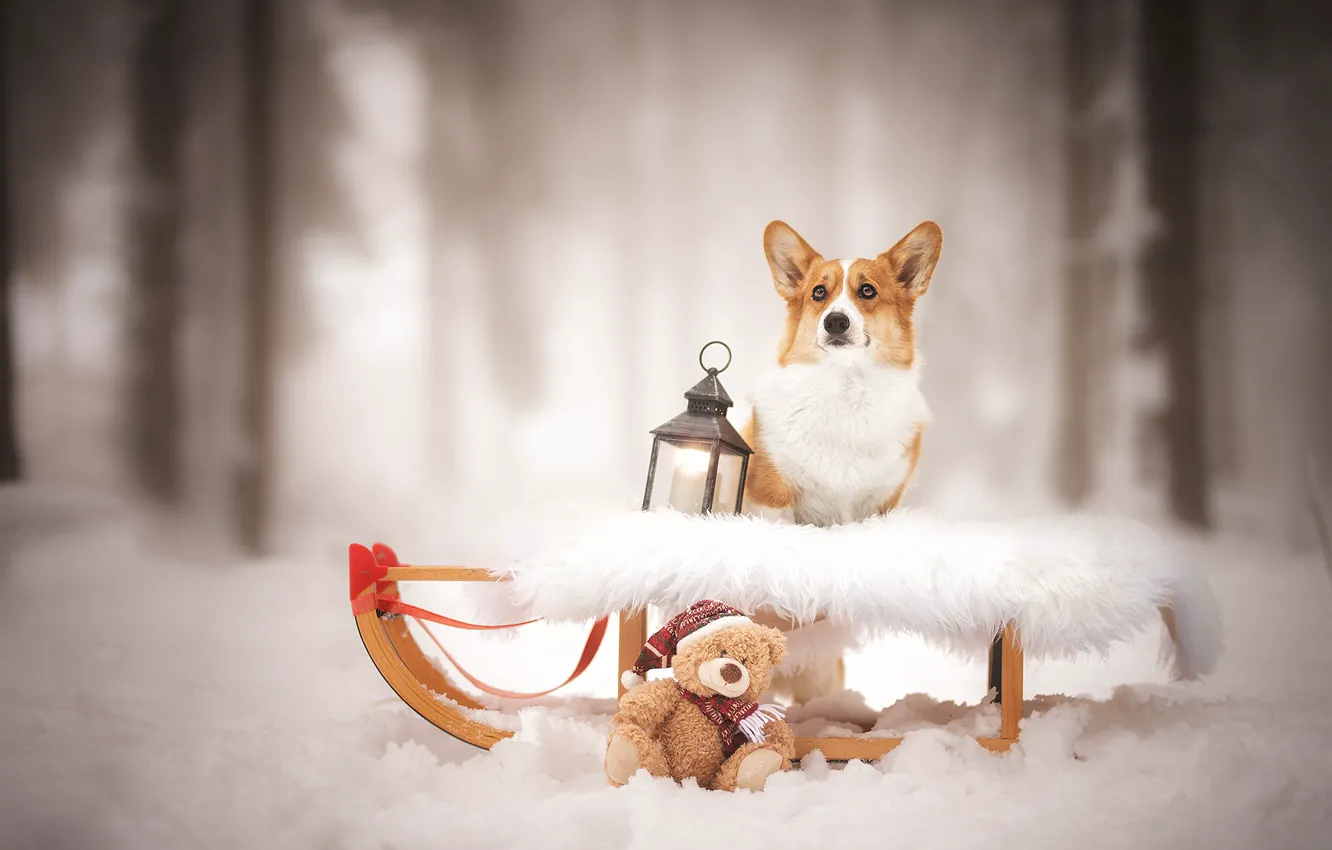 Photo wallpaper winter, dogs, snow, lantern, bear, sleigh, sled, bokeh