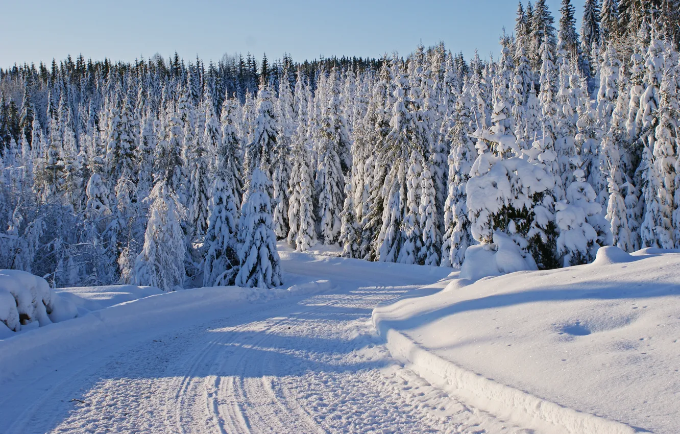 Photo wallpaper winter, road, snow, trees, traces, ate