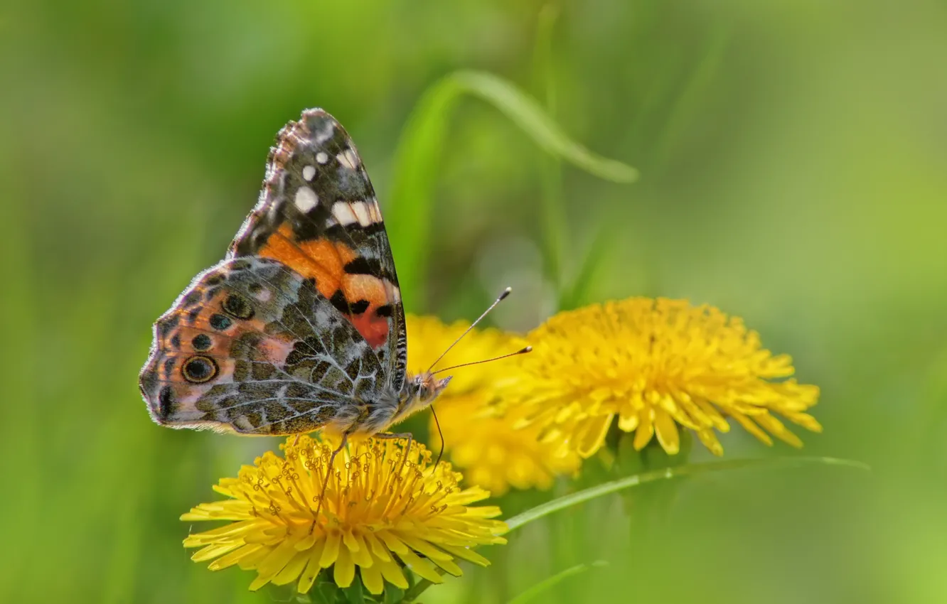 Photo wallpaper dandelion, butterfly, urticaria
