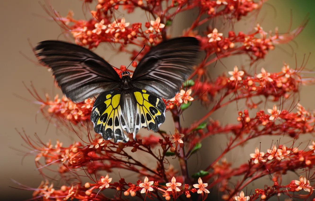 Photo wallpaper flower, butterfly, plant, insect, moth