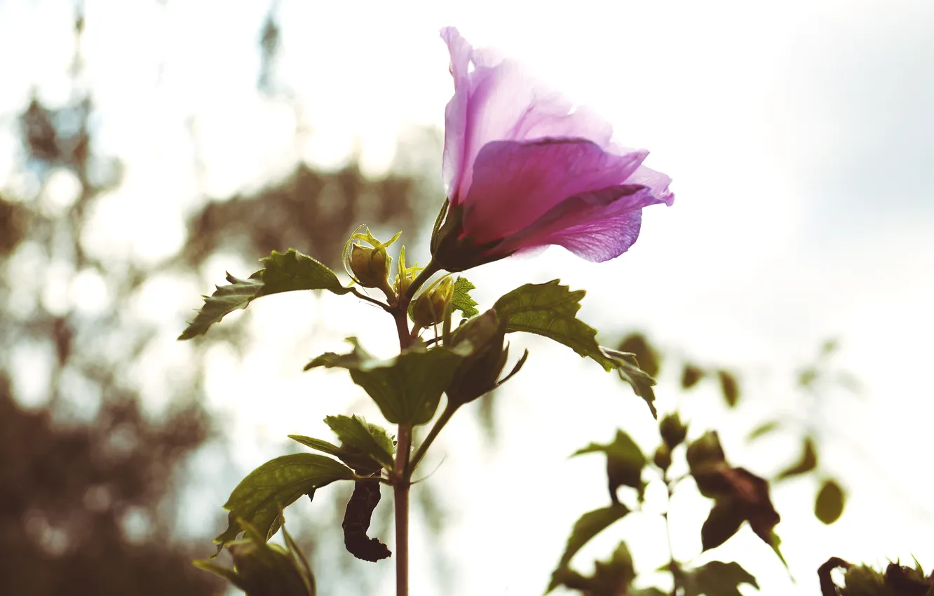 Photo wallpaper leaves, flowers, petals