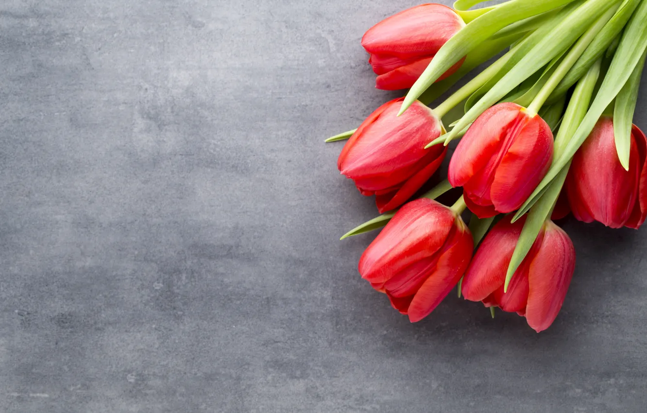 Photo wallpaper flowers, bouquet, tulips, red, red, fresh, flowers, beautiful