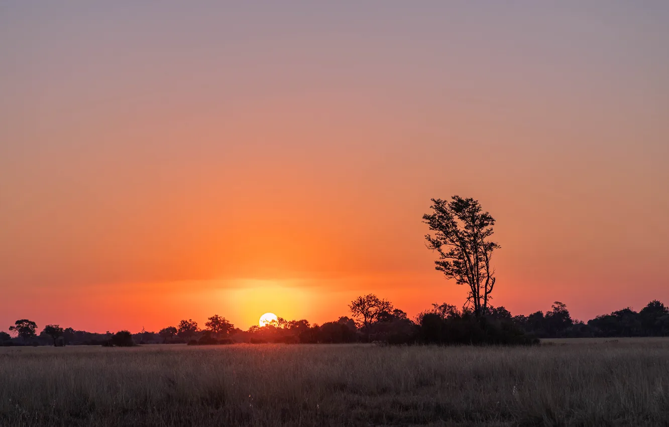 Photo wallpaper field, the sky, the sun, trees, dawn