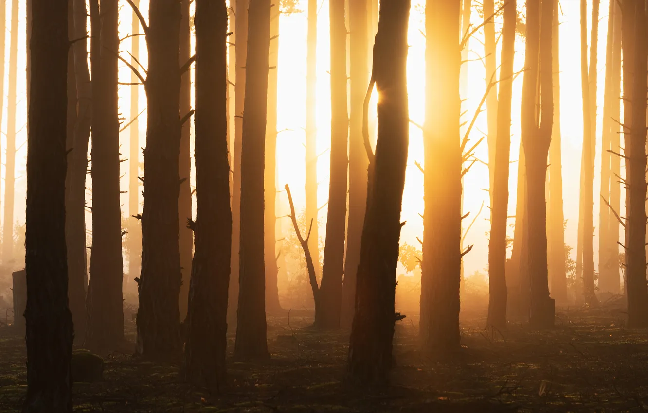 Photo wallpaper forest, trees, sun rays