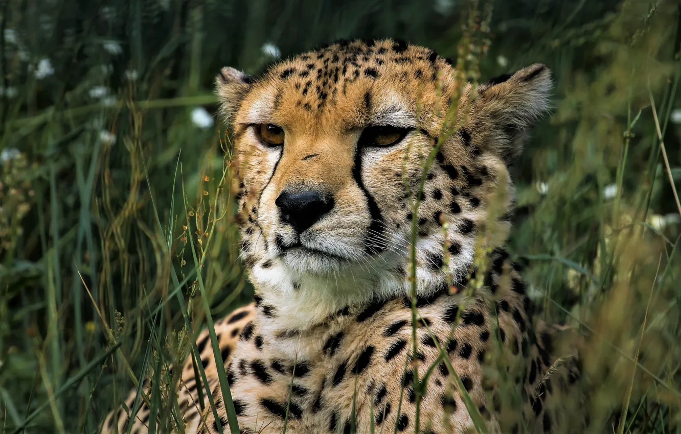 Photo wallpaper grass, look, face, background, portrait, Cheetah