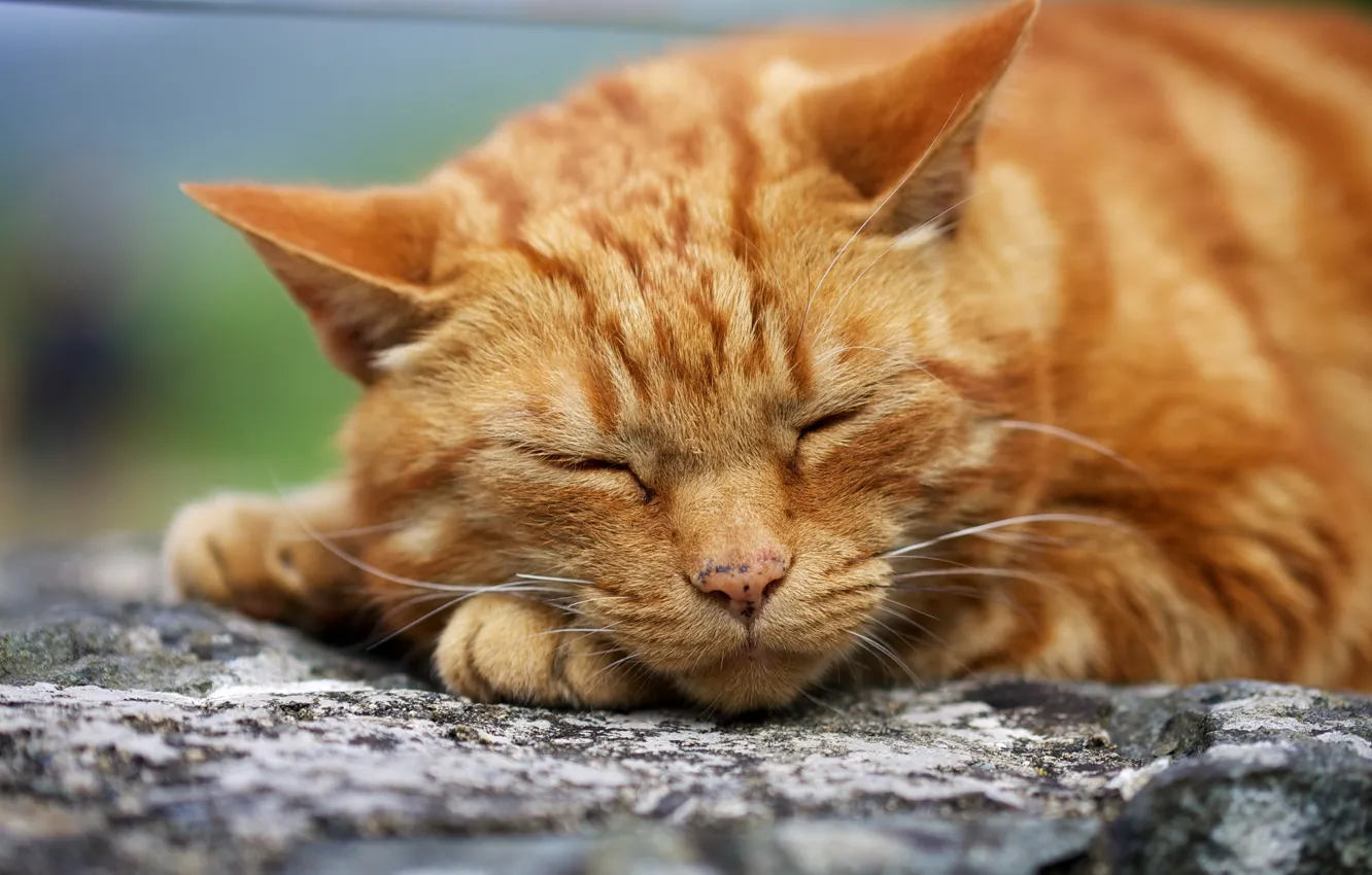 Photo wallpaper cat, macro, red, sleeping, face