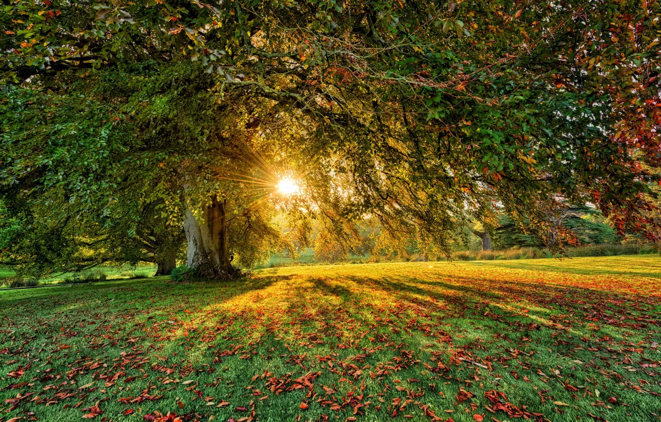 Photo wallpaper greens, forest, trees, dry leaves