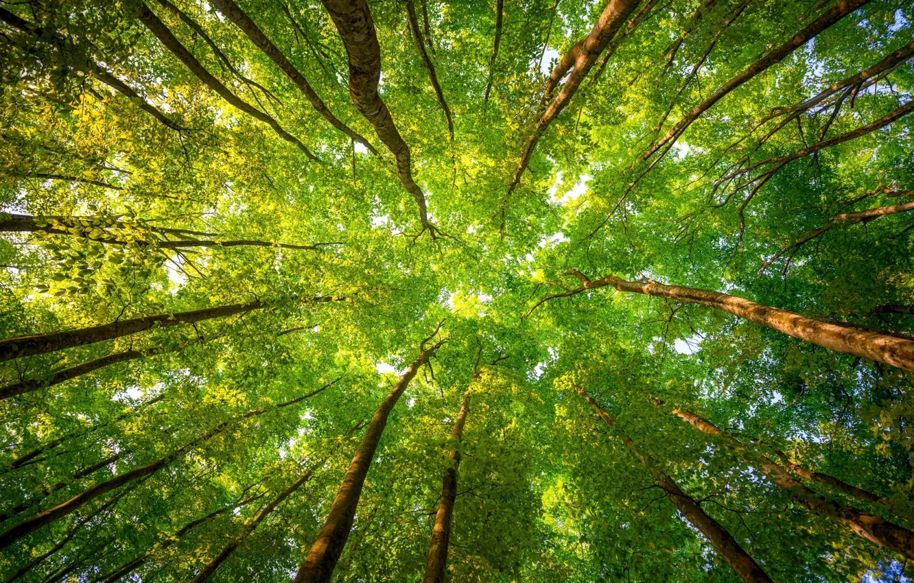 Photo wallpaper forest, summer, leaves, trees, nature