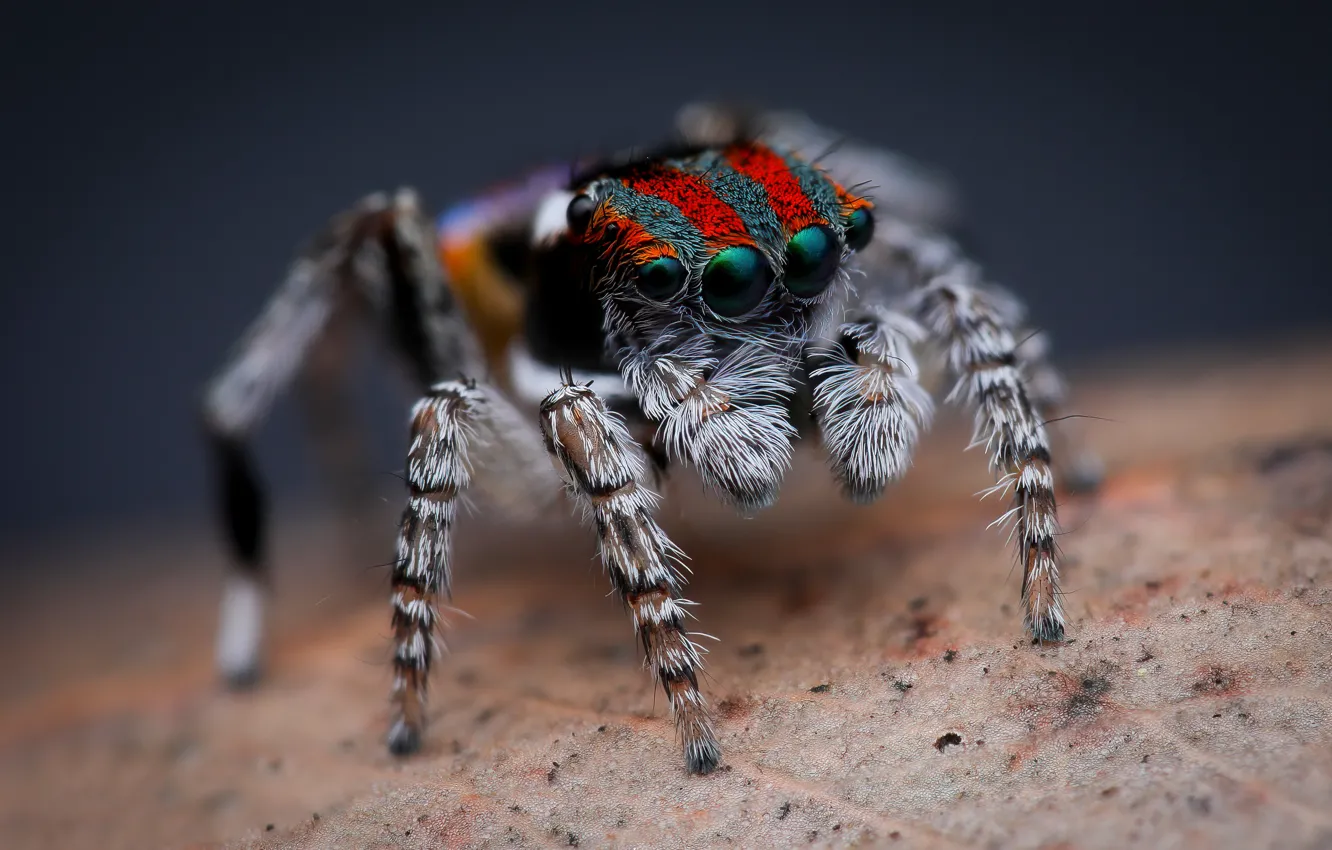 Photo wallpaper look, macro, pose, spider, bokeh, jumper, spider, jumping spider