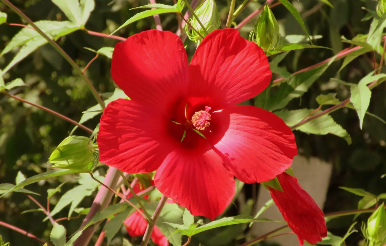 Photo wallpaper red flower, Meduzanol ©, Summer 2018