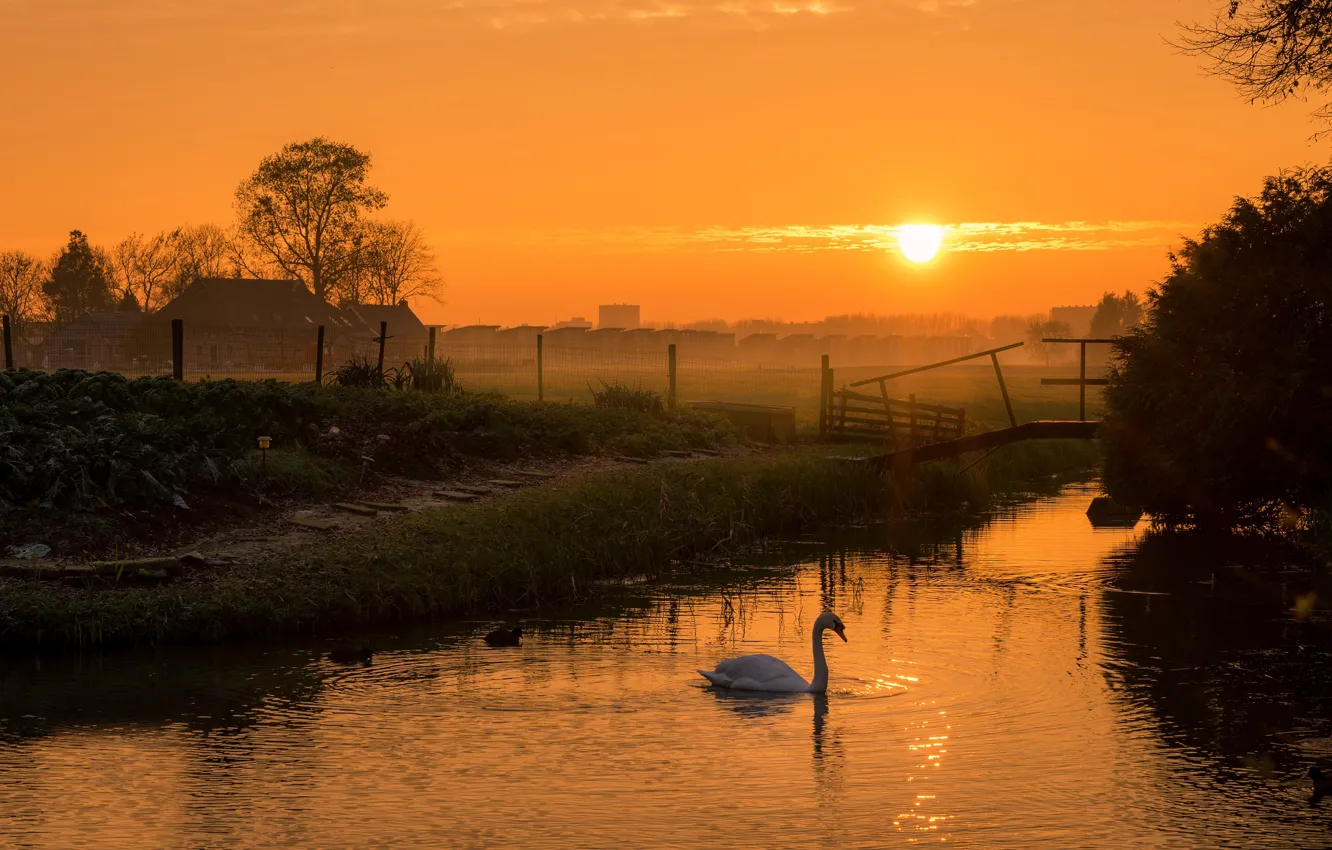 Photo wallpaper the sky, grass, the sun, trees, landscape, sunset, birds, nature