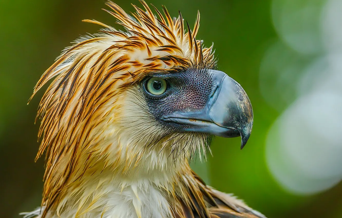Photo wallpaper bird, predator, philippine-eagle, philippines-