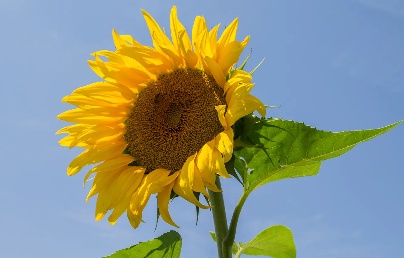 Photo wallpaper the sky, leaves, sunflower, petals